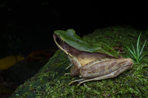 Longtoushan Large Odorous Frog