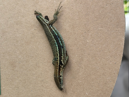 Common Wall Lizard