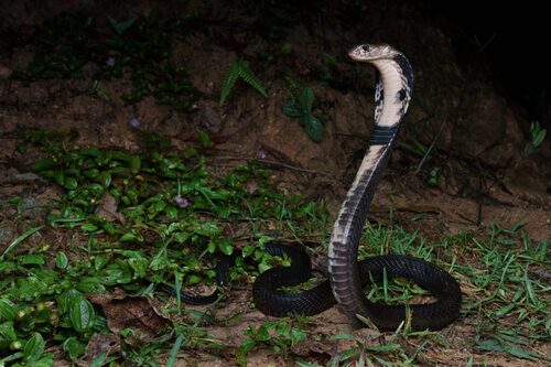 Chinese Cobra