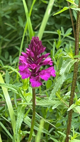 pyramidal orchid