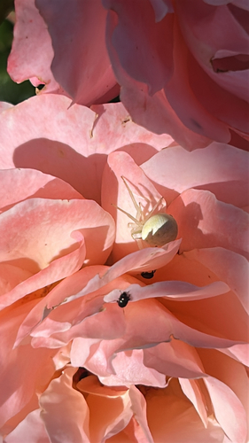 Goldenrod Crab Spider