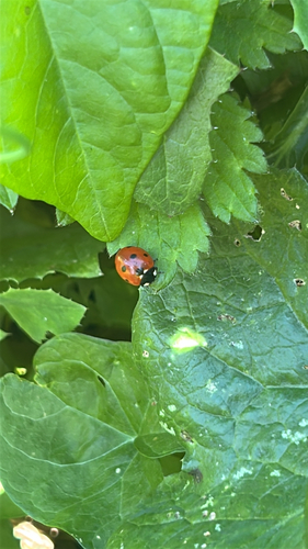 Seven-spotted Lady Beetle