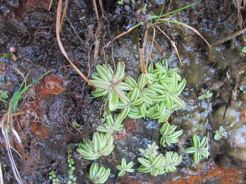 Pinguicula lusitanica