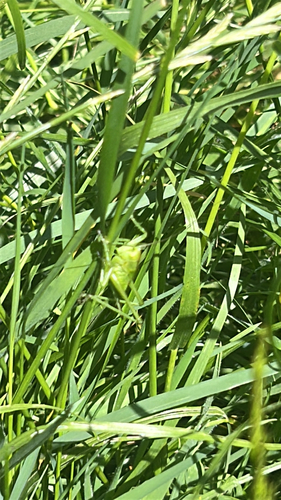 Great Green Bush-cricket