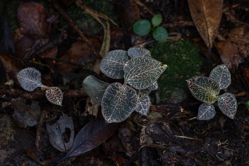 Anoectochilus roxburghii
