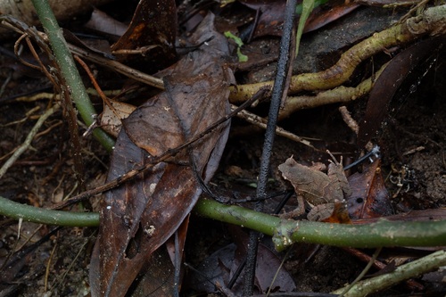 Narrow-mouthed Horned Toad