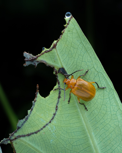Aplosonyx orientalis