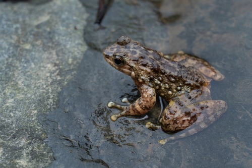 Yat-sen’s Torrent Frog
