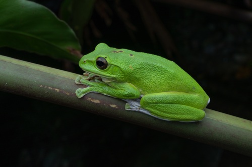 Chinese Flying Frog