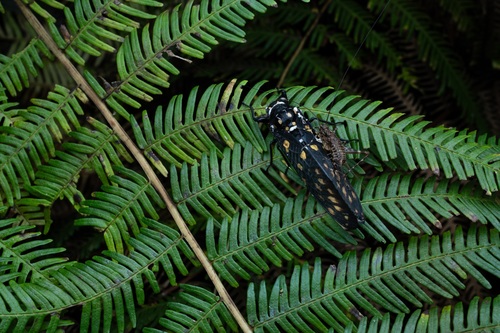 Speckled Black Cicada