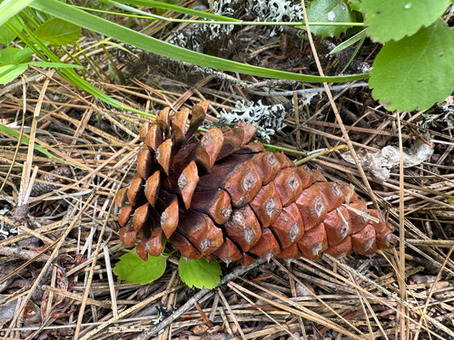 Western Ponderosa Pine