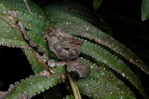 Asiatic Water Snake