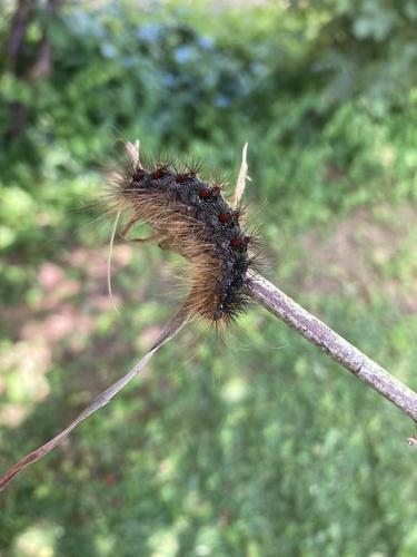 Spongy Moth