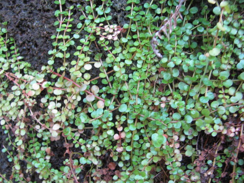 Bog pimpernel (Lysimachia tenella)