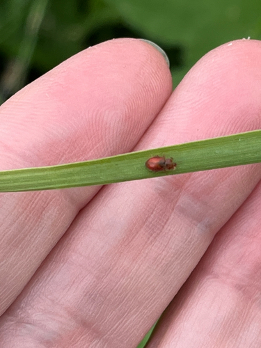 Red Marsh Ladybird, Tricht, Gelderland, NL, photo 10 of 10
