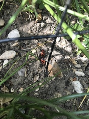 Pyrrhocoris apterus