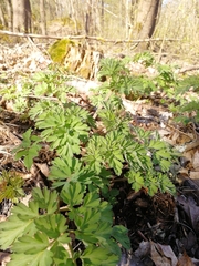 Corydalis nobilis