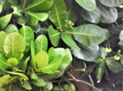 Magnoliopsida