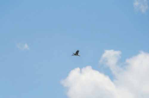 Black Stork