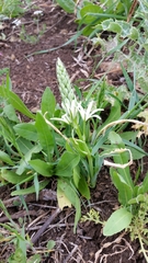 Ornithogalum narbonense