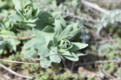 Linaria dalmatica dalmatica