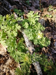 Corydalis nobilis