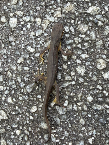 Eastern Newt