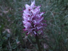 Orchis simia