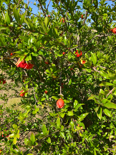 pomegranate