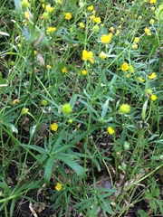 Ranunculus auricomus