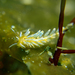 Trinchesia ornata - Photo (c) crawl_ray, μερικά δικαιώματα διατηρούνται (CC BY-NC), uploaded by crawl_ray