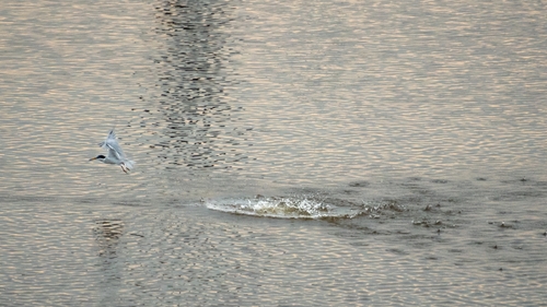 Little Tern