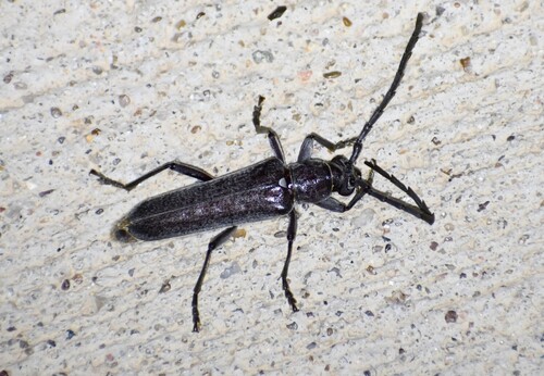 Aneflus obscurus
