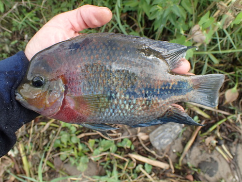 Redhead Cichlid
