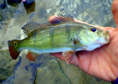 Cichla ocellaris