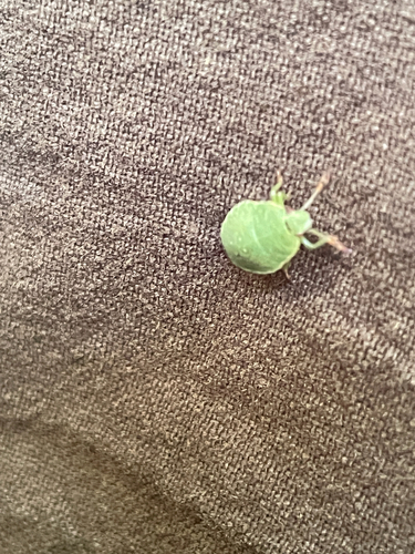Green Shield Bug