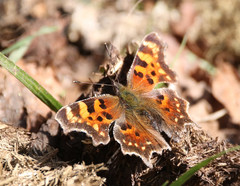 Polygonia faunus