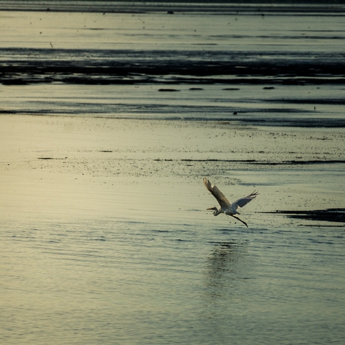Great Egret