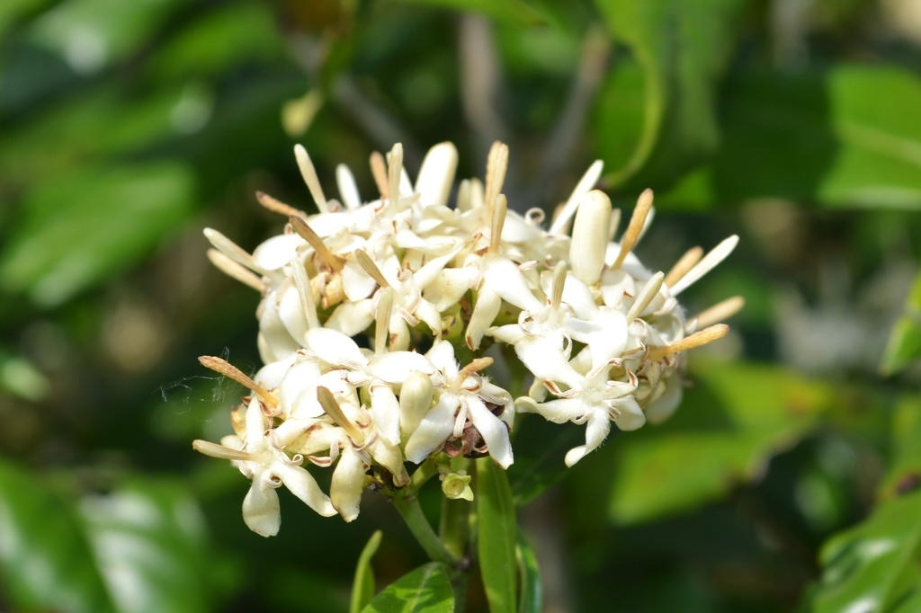 Tarenna asiatica (Tarenna asiatica)
