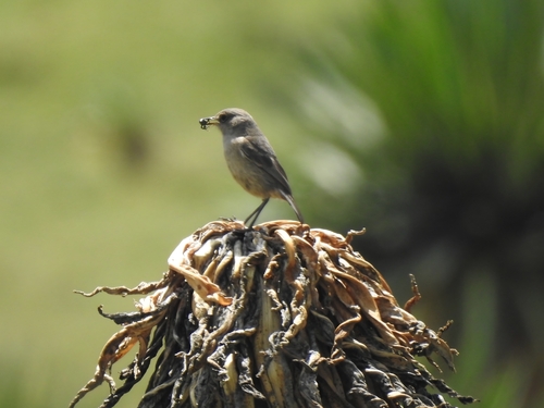 Moorland Chat