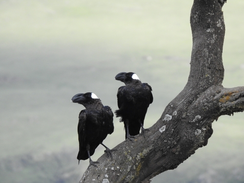 Thick-billed Raven
