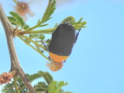 Pachnoda massajae