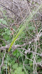 Hordeum spontaneum