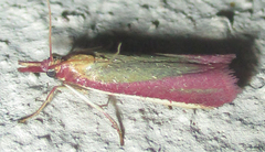 Oncocera semirubella
