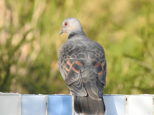 Dusky Turtle-Dove