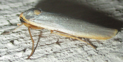 Sozusa scutellata