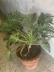 Thaumatophyllum xanadu