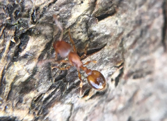 Temnothorax nylanderi