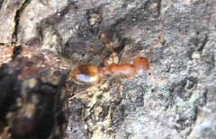 Temnothorax nylanderi