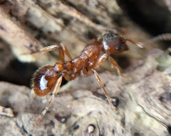 Temnothorax nylanderi